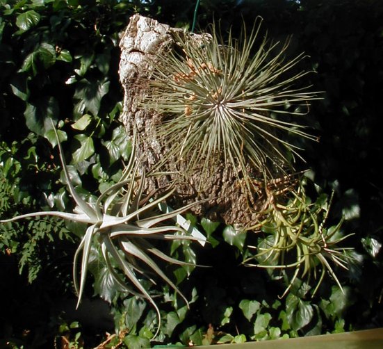support fait maison pour tillandsias (ça fleurrit) Til2